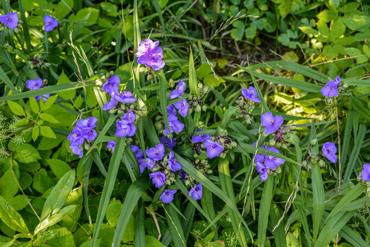 Purple Virginia spiderwort or spider lily.