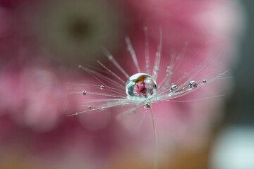 A drop of water on a dandelion fluff with a reflection of a pink flower inside. natural background.