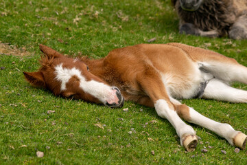 Cute little pony sleeping on the grass. Just couple days old horse enjoying a beautiful weather and having a nap in the sun. Wild young horse baby found in hills of Shropshire.