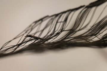 whisk on a black background