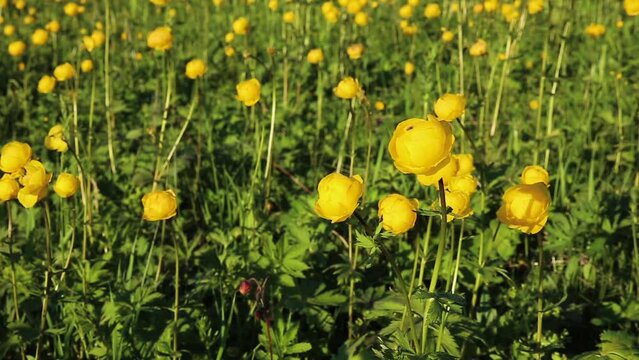 Yellow Trollius europaeus. The common name of some species is globeflower or globe flower. Flowers sway in the wind.