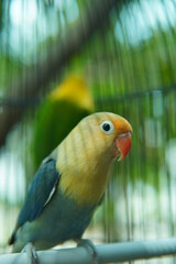 blue and yellow macaw