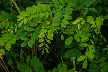 Beautiful green , Bright green leaves of young acacia, Fresh foliage and branches in the park....