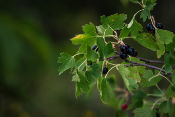 Blackcurrant-a natural fighter against diseases. The tassels of this plant are a great storehouse of vitamins and other health-promoting substances. At the same time, they are a rich source of energy.