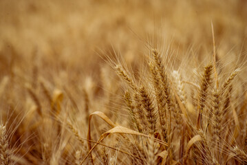 Wheat field. Ears of golden wheat close up. Beautiful Nature Sunset Landscape. Rural Scenery under Shining Sunlight. Background of ripening ears of meadow wheat field. Rich harvest Concept, blue sky