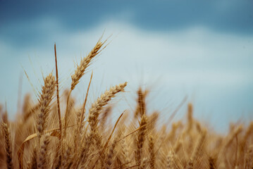 Wheat field. Ears of golden wheat close up. Beautiful Nature Sunset Landscape. Rural Scenery under Shining Sunlight. Background of ripening ears of meadow wheat field. Rich harvest Concept, blue sky