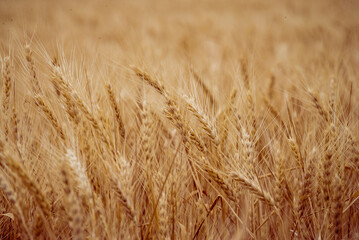 Wheat field. Ears of golden wheat close up. Beautiful Nature Sunset Landscape. Rural Scenery under Shining Sunlight. Background of ripening ears of meadow wheat field. Rich harvest Concept, blue sky