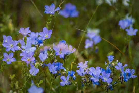 Bright delicate blue flower of ornamental flower of flax and its shoot against complex background. Flowers of decorative flax. Agricultural field of flax  Linum usitatissimum