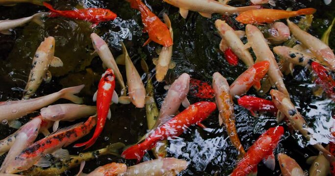 Beautiful and calm koi fish swimming in a clear pond