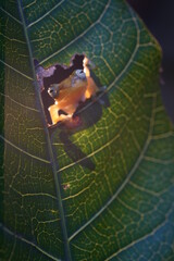 Yellow tree frog on leaf