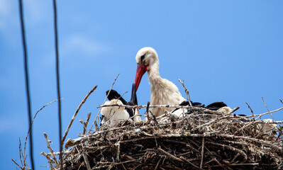 Storks in Romania