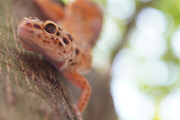 leopard gecko on a tree