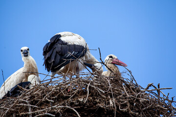 Storks in Romania