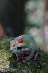 Fototapete bei efototapeten.de bestellen   