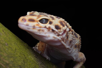 close up of a lizard