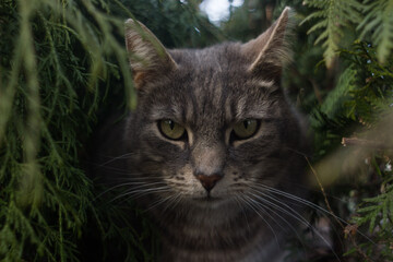 Eyecontact with a cat through a camera lens 