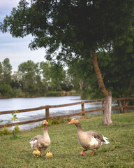 Tychero Lake Evros Greece