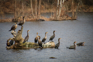 Cormorants