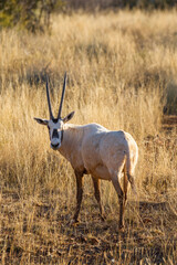 Arabian Oryx or White Oryx on a game farm, South Africa