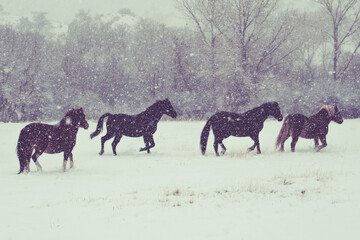 Snowy Horses