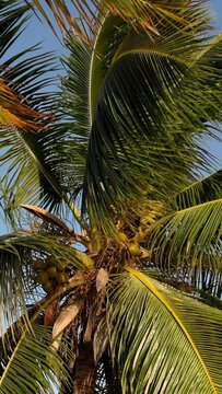 Beautiful Palm Tree in the sun - travel photography