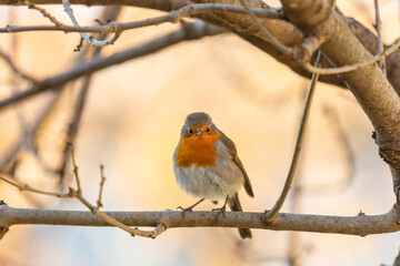 Robin or pomegranate Nightingale is a species of bird classified in the family flycatcher. Erithacus rubecula