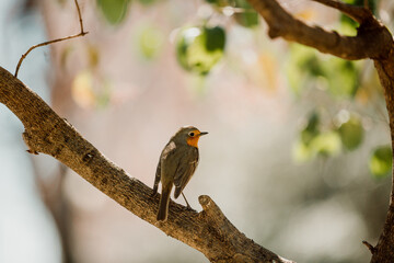 Robin or pomegranate Nightingale is a species of bird classified in the family flycatcher. Erithacus rubecula