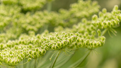 Close-up on a magnificent angelica umbel, in summer, in the middle of the mountains