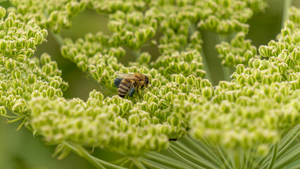 Bee foraging on a magnificent angelica umbel, in summer - obrazy, fototapety, plakaty