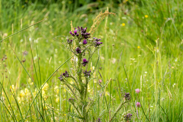 Marsh Cirse, Cirsium palustre in bloom, flowering plant, purple mallow, found in the mountains