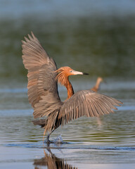 A reddish egret caught mid-dance