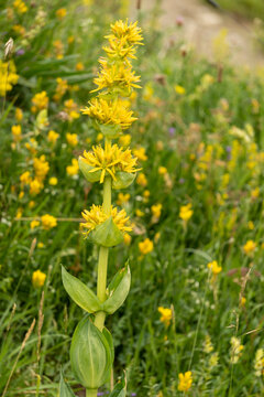 Close up of gentian, yellow mountain flower