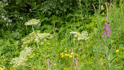 Mountain plants, young angelica, fireweed and other plants