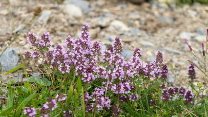 Close-up of wild thyme, aromatic plant with pink, purple flowers, in summer, in the mountains