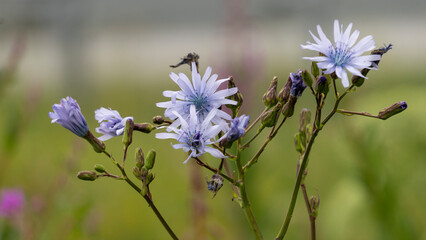 Close-up of flowering chicory in summer