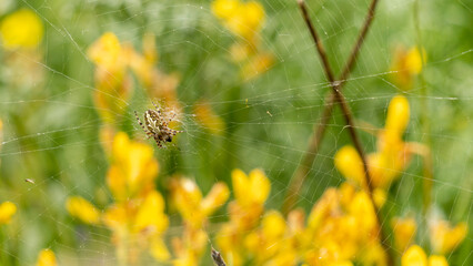 Close-up on a European garden spider, on its spider web, pretty yellow flowers and green plants in the background