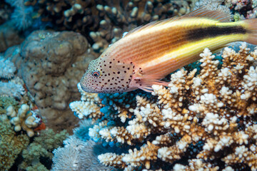 Hawkfish on coral in the Egyptian Red Sea