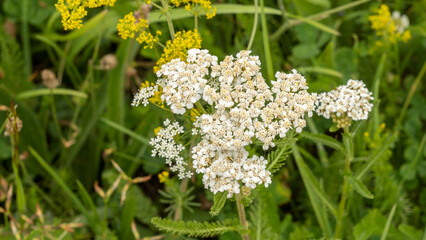 Close-up of a yarrow, mountain plant, in summer - obrazy, fototapety, plakaty