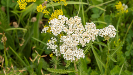 Close-up of a yarrow, mountain plant, in summer