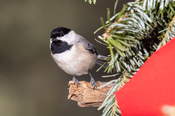 Carolina Chickadee Playing with a Merry Christmas Wreath
