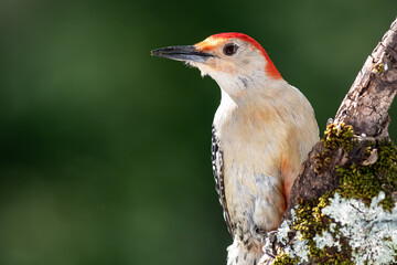 Profile of Curious Red-Bellied Woodpecker in the Tree Branches