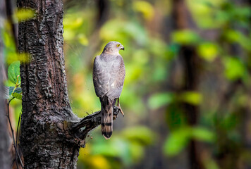Shikra hunting in a forest 