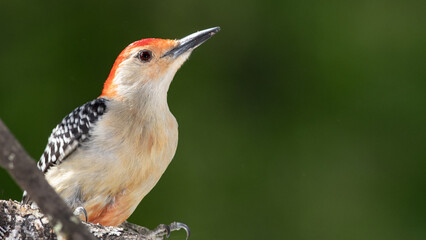 Curious Red-Bellied Woodpecker Perched in a Tree