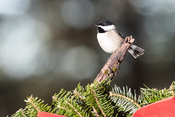 Carolina Chickadee Playing with a Merry Christmas Wreath