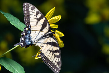Eastern Tiger Swallowtail Butterfly with Injured Wing Sipping Nectar from the Accommodating Flower