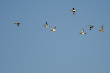 Flock of American Wigeon Flying in a Blue Sky
