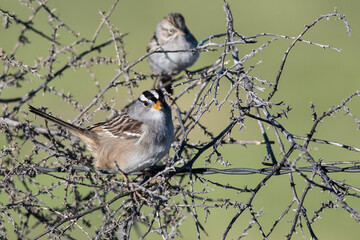 Pair of White-Crowned Sparrows Perched in a Thorny Bush