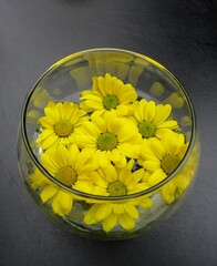 Yellow mums flower heads in glass bowl on black background.