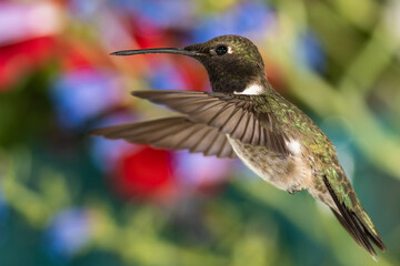 Black-Chinned Hummingbird Searching for Nectar in the Flower Garden