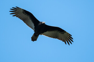 Turkey Vulture Flying in a Blue Sky